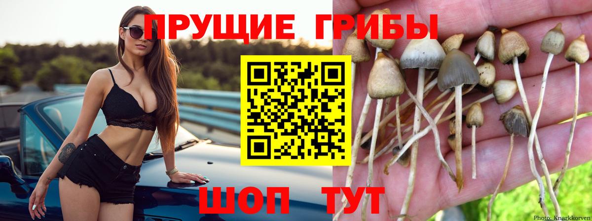 Краснознаменск  Псилоцибиновые грибы Psilocybine cubensis  Галлюциногенные грибы GOLDEN TEACHER  купить закладку  Вход с VPN 